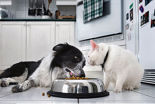 狗,猫,吃饭,一起