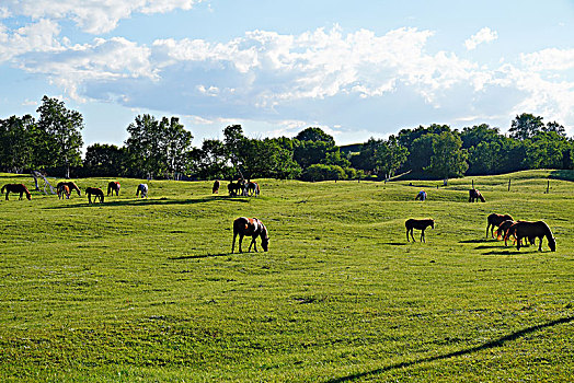草原,牧场
