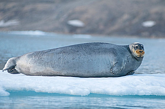 挪威,斯瓦尔巴群岛,斯匹次卑尔根岛,成年,髯海豹,浮冰