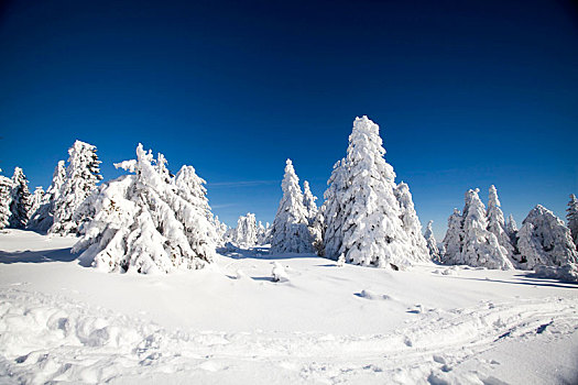 积雪,松树,山