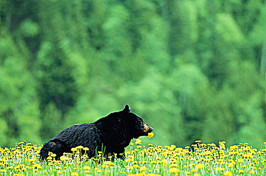 黑熊,蒲公英,靠近,金色,不列颠哥伦比亚省,加拿大