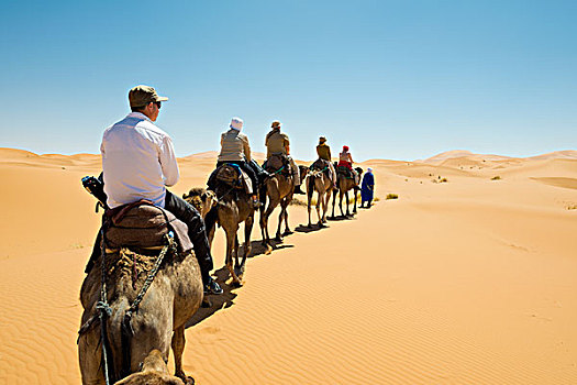 旅游,骆驼,沙漠,梅如卡,区域,摩洛哥,非洲