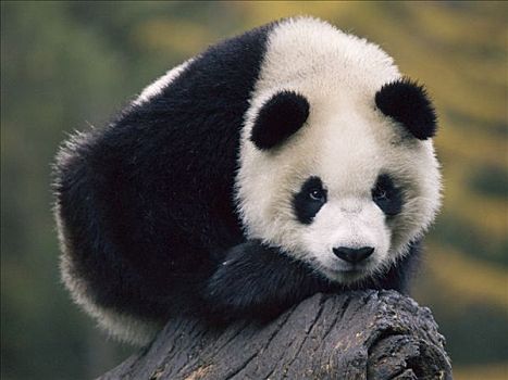 大熊猫,俘获,幼兽,中国