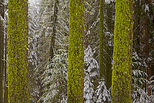 苔藓,松树,第一,雪,红杉国家公园,加利福尼亚