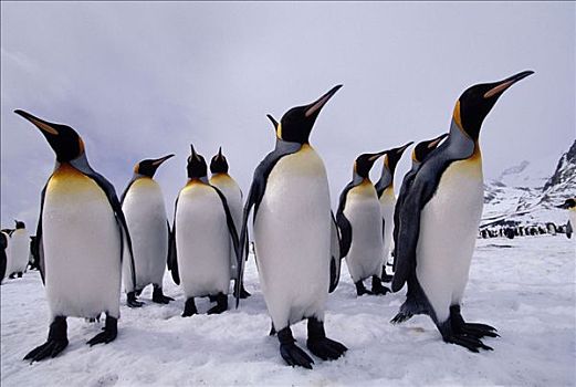 帝企鹅,站立,群,皇家,湾,南极
