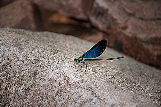 一只蜻蜓停驻在石头上