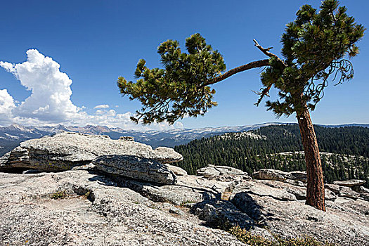 松树,松属,石头,警戒,圆顶,优胜美地国家公园,加利福尼亚,美国,北美