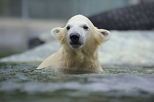 肖像,北极熊,幼兽,水中