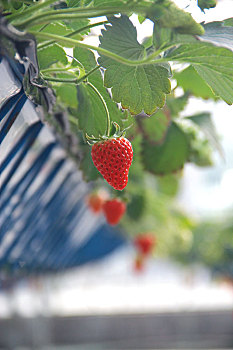 草莓上市,立体种植