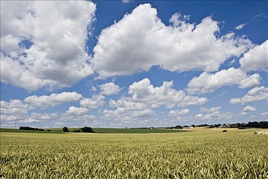 小麦,黑森州,德国