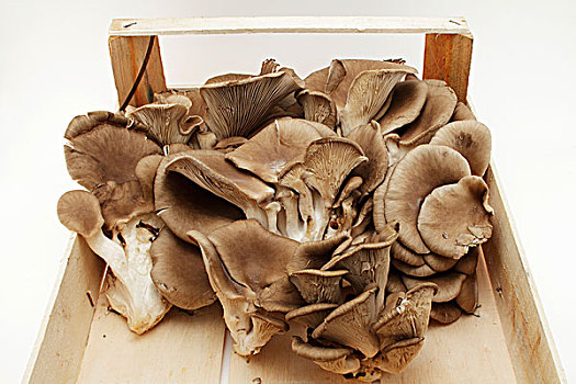 蚝蘑,平菇,木盒