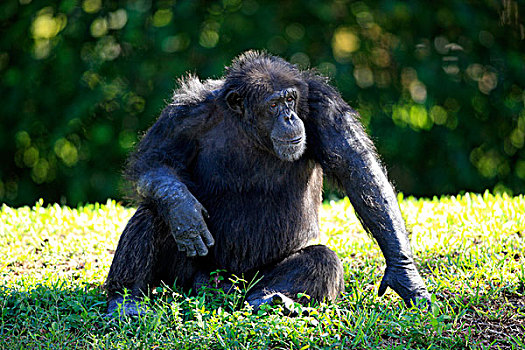 黑猩猩,鹪鹩,雄性,俘获,佛罗里达,美国