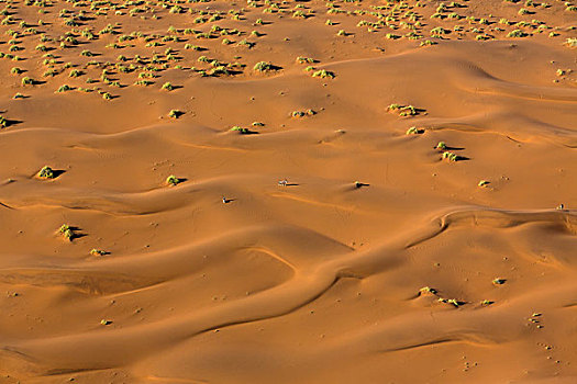 沙丘,植物