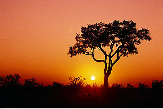 剪影,树,日落,乔贝国家公园,博茨瓦纳
