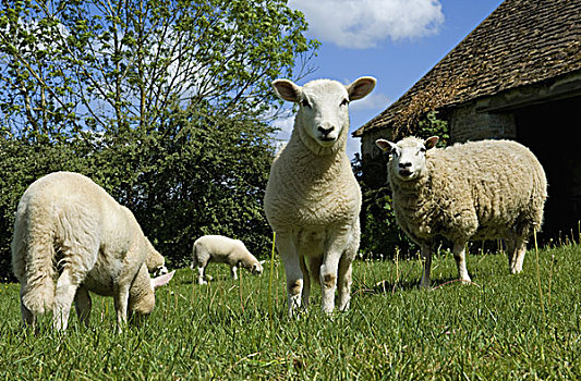 绵羊,放牧,围场