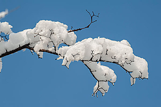 雪挂枝头