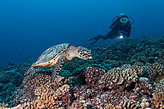 潜水,绿海龟,龟类,上方,珊瑚礁,灌木,珊瑚,太平洋,法属玻利尼西亚,大洋洲