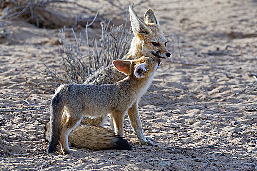 狐狸,狐属,幼兽,卡拉哈迪大羚羊国家公园,北开普,南非,非洲