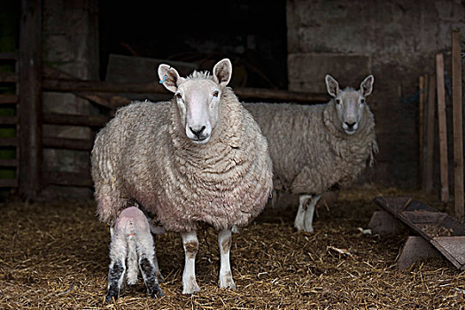 羊羔,牛奶,母亲,诺森伯兰郡,英格兰