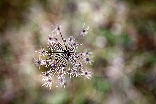 特写,植物,户外