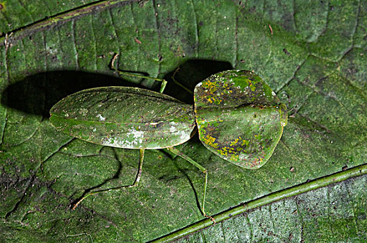 合掌螳螂,保护色,叶子,厄瓜多尔