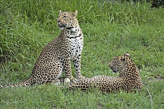 豹,女性,成年,南非