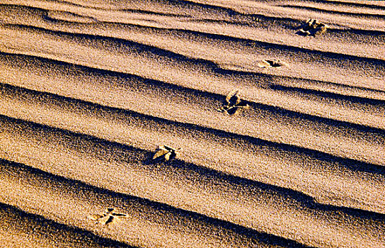 脚印,死亡谷国家公园,加利福尼亚,美国