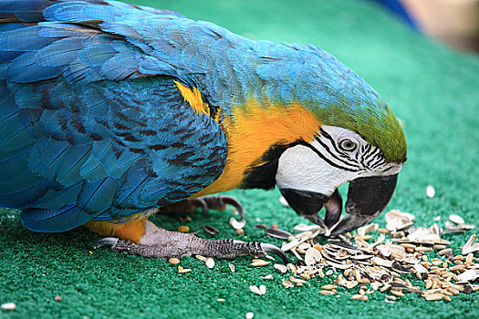 新加坡动物园鹦鹉吃瓜子