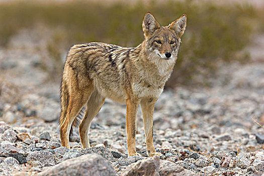 丛林狼,犬属,莫哈维沙漠,死亡谷国家公园,加利福尼亚