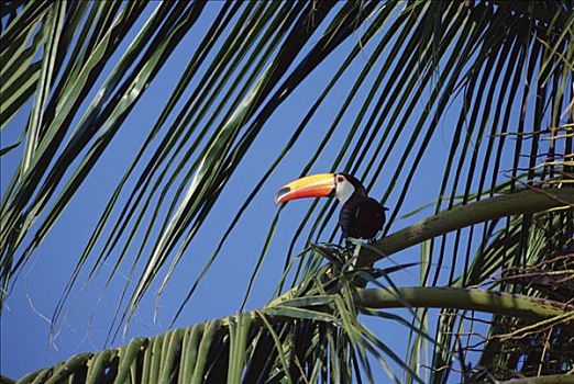 托哥巨嘴鸟,宽吻鳄,生态,休憩之所,潘塔纳尔,巴西