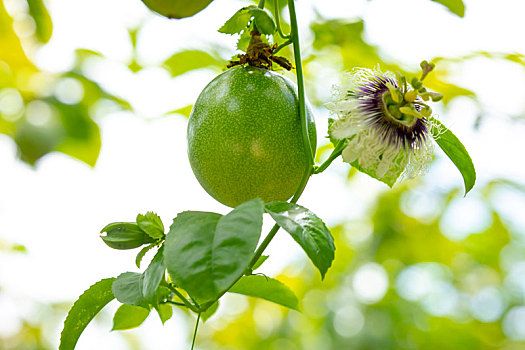 夏天的果园里果实饱满翠绿的百香果与百香果花