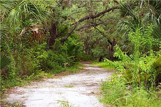自然,小路,佛罗里达,荒野