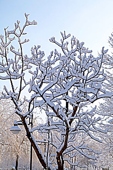 大雪后树梢上的白色雾凇特写