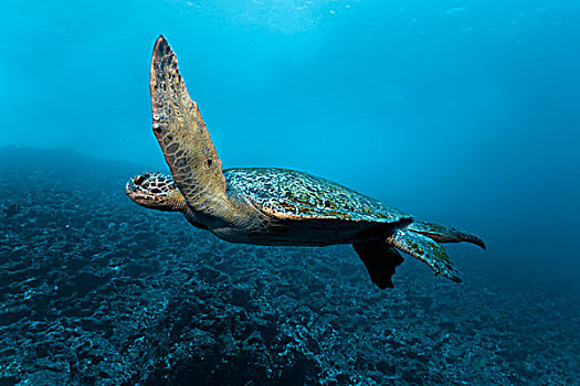 绿海龟,龟类,游泳,正面,礁石,岛屿,世界遗产,自然,场所,厄瓜多尔,南美,太平洋