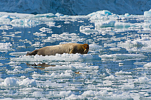挪威,斯瓦尔巴特群岛,髯海豹,休息,浮冰