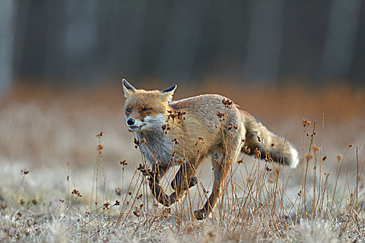 红狐,狐属,跑,草地,波希米亚风格,树林,捷克共和国,欧洲