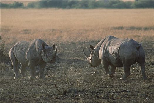 黑犀牛,较量,马赛马拉国家保护区,肯尼亚