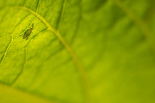 蚜虫,叶子,植物,洛杉矶,加利福尼亚