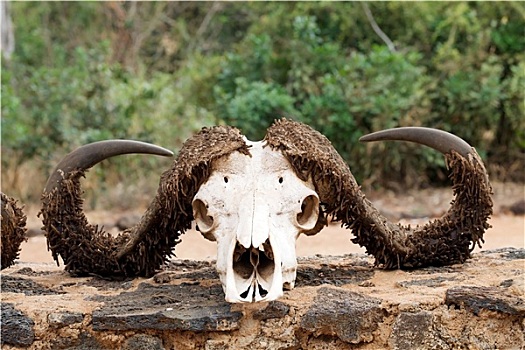 非洲水牛,头骨
