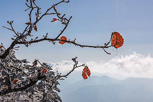 黄山雾凇