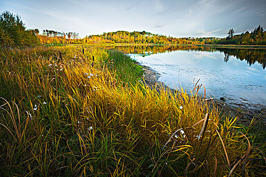 草,香蒲,旁侧,水塘,艾伯塔省,加拿大