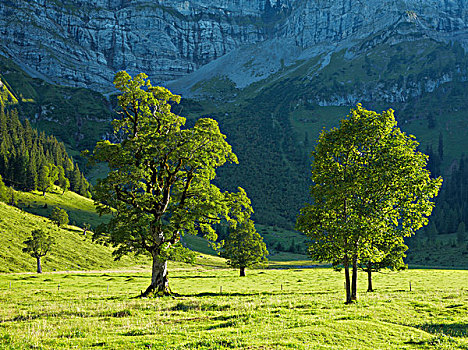 枫树,山地牧场,老,靠近,奥地利,欧洲