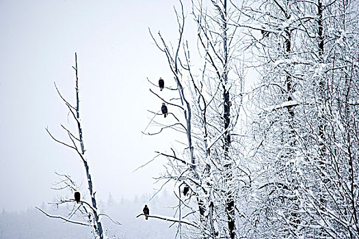 白头鹰,海雕属,雕,鸟,树,积雪,海恩斯,阿拉斯加