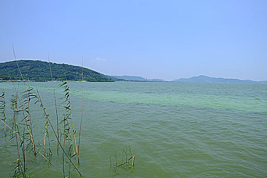 太湖的蓝藻