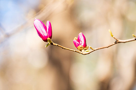 花卉摄影