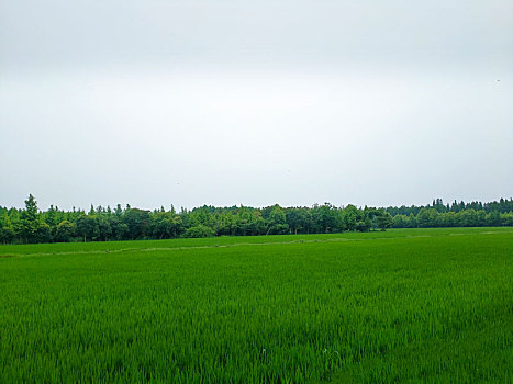 绿野,白鹭飞,田园风光