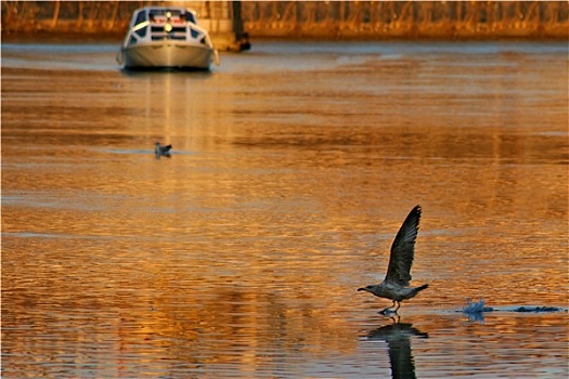 海鸥,表面,台伯河,彩色,橙色,日落,游轮