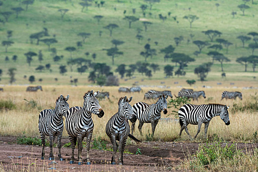 斑马,马,塞伦盖蒂国家公园,坦桑尼亚
