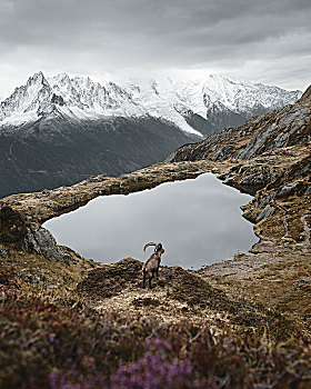 野山羊,湖,山顶,夏蒙尼,隆河阿尔卑斯山省,法国