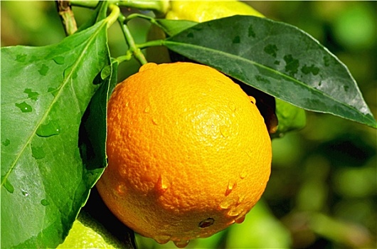橙色,柠檬